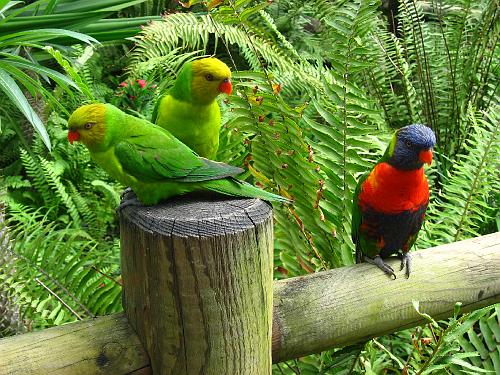 Lorikeets & Loris